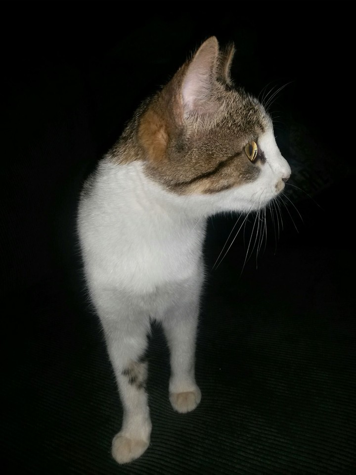 kitty kitty
