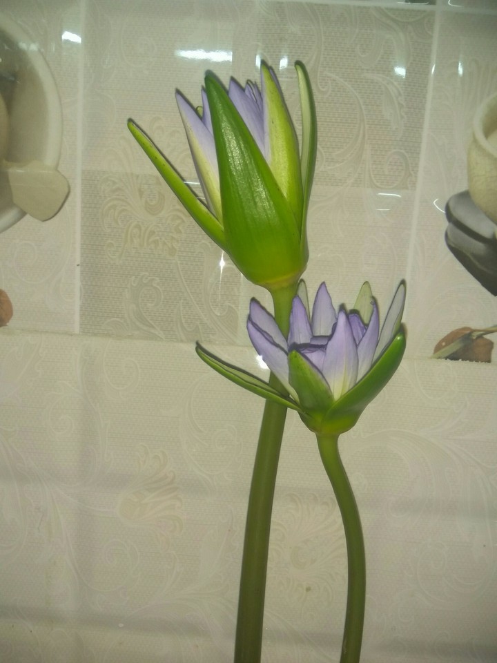 lotus