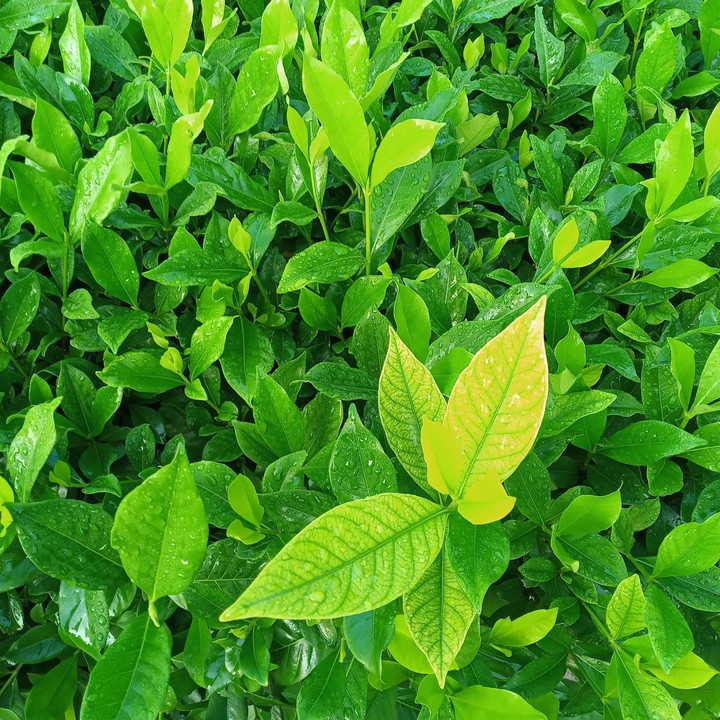 leaf after rain