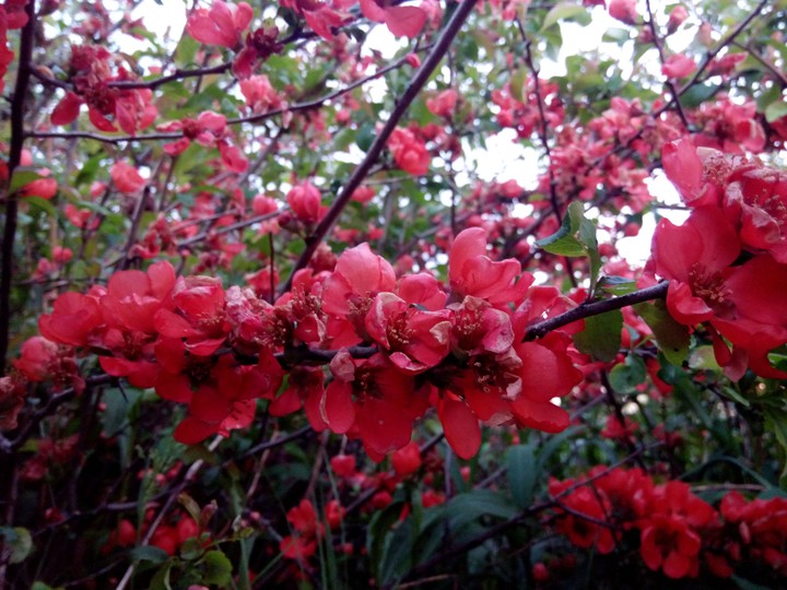 Red spring