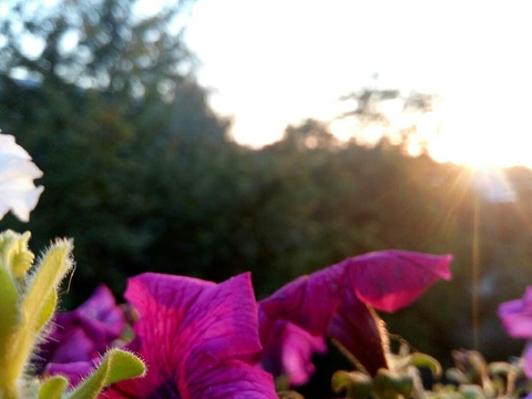 tapety plant, spring