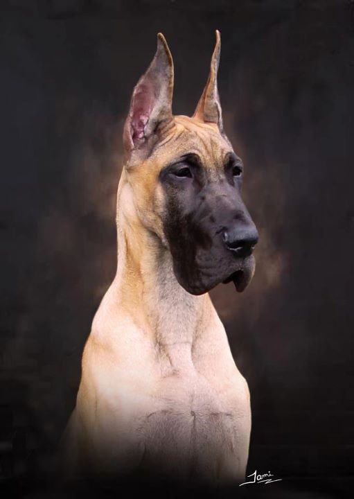 Great Dane