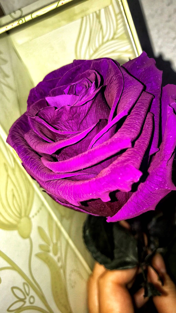 The eternal rose..