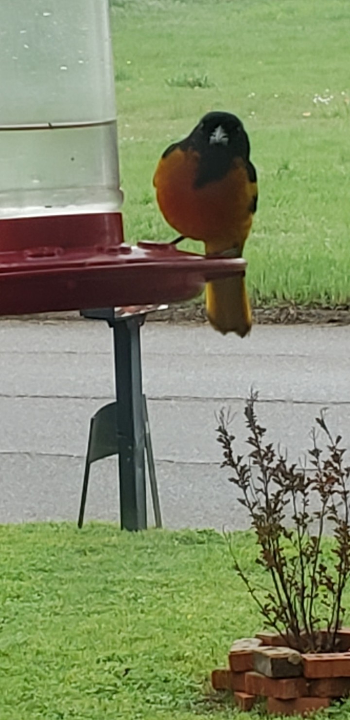 Baltimore Oriole
