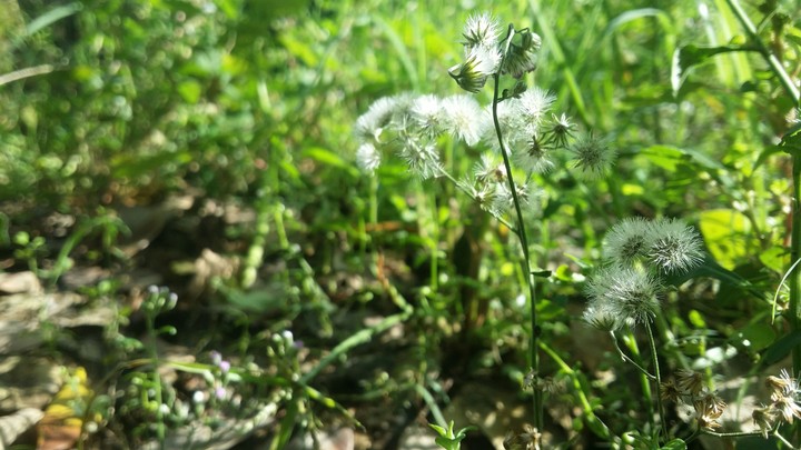 sunshine