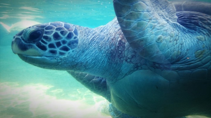 海ガメ