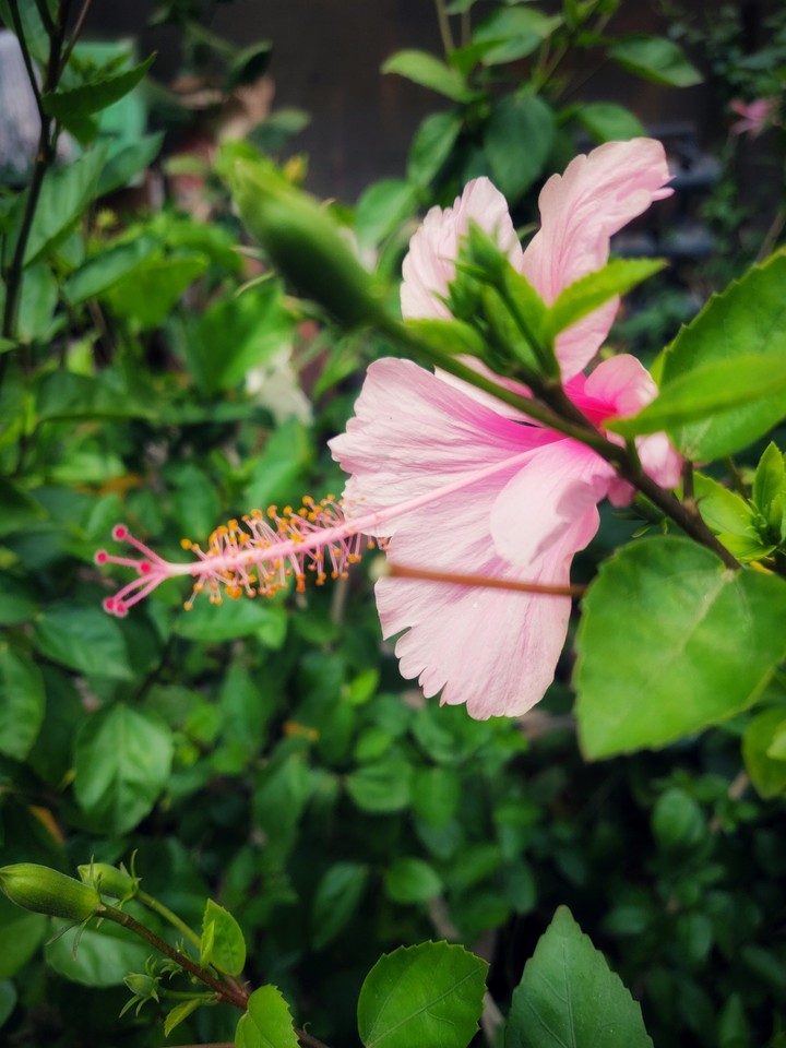 Pink Hibiscus
