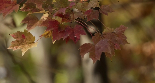leaf