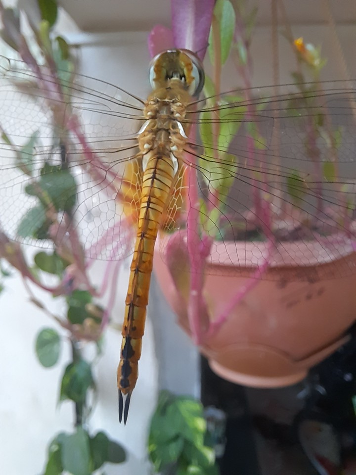 dragon fly..
