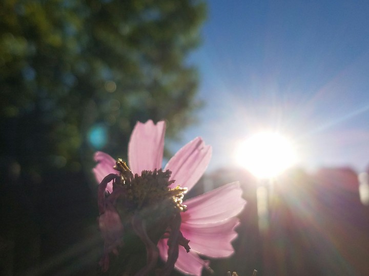 Flower sunrise