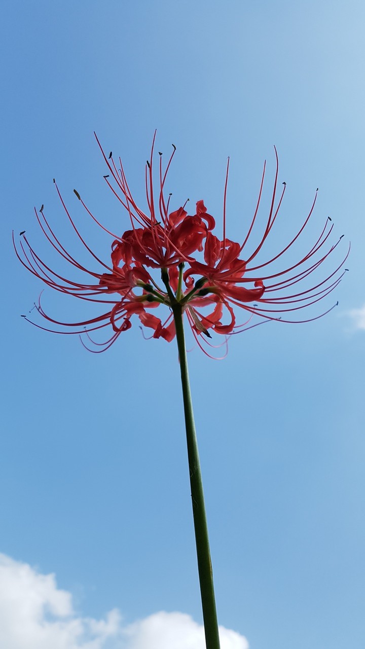 꽃무릇