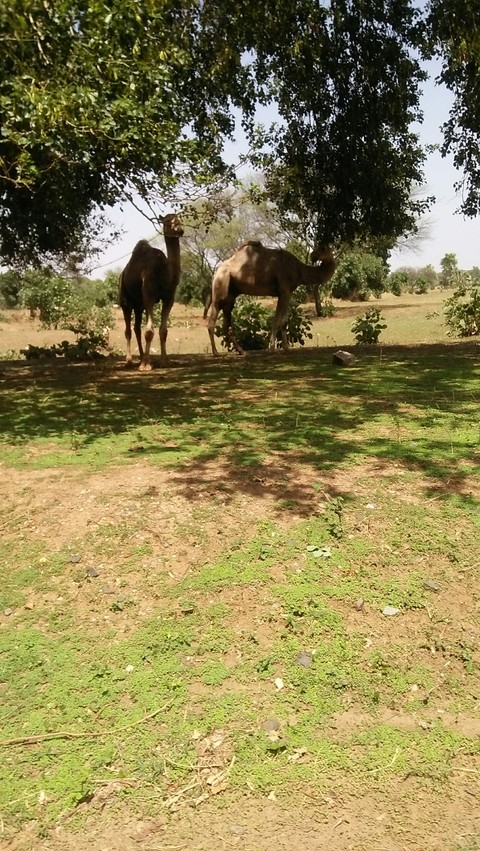 animal