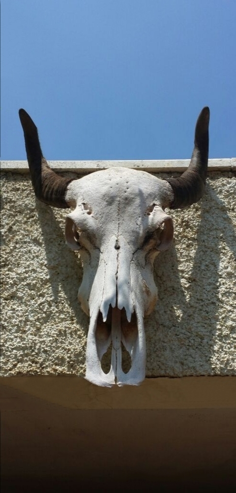 skull