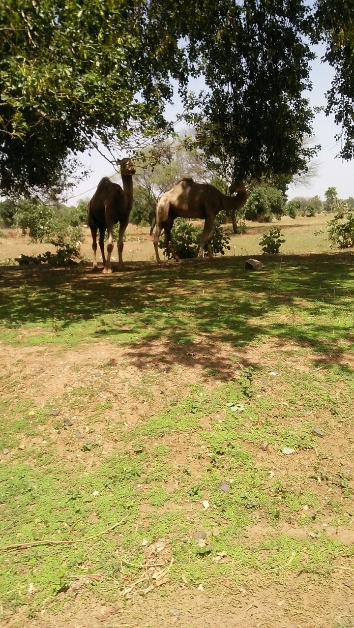 animal