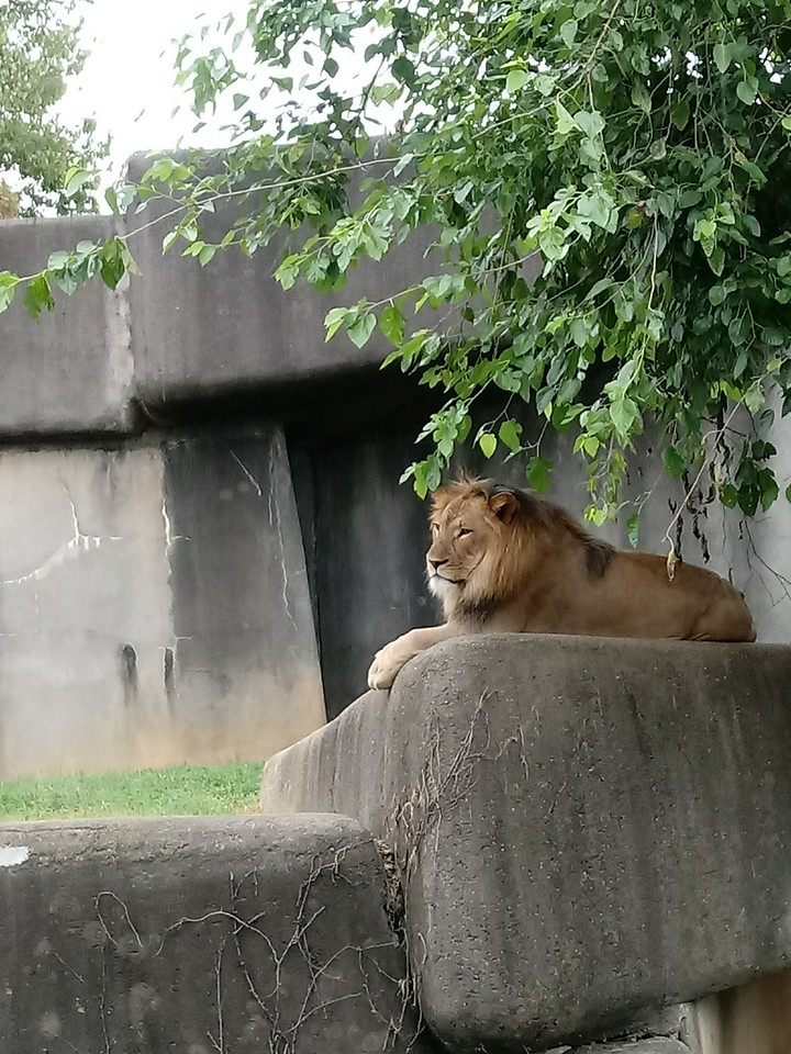 Majestic Lion