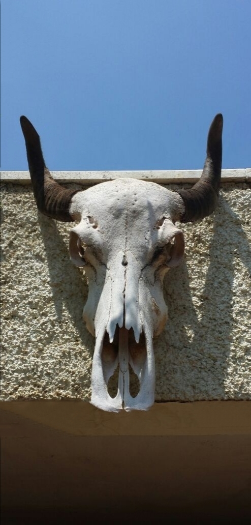 skull