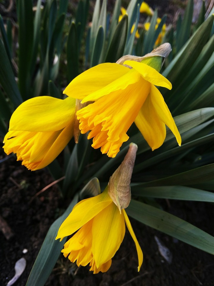 flower's
