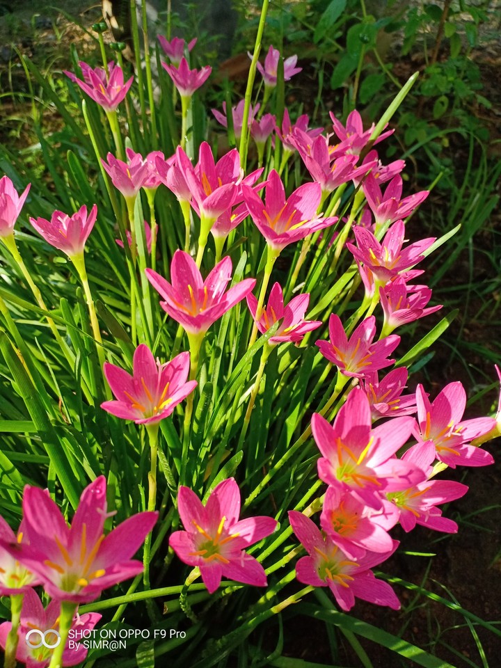 # pink lily