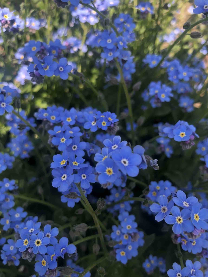 bluesmallbeauty