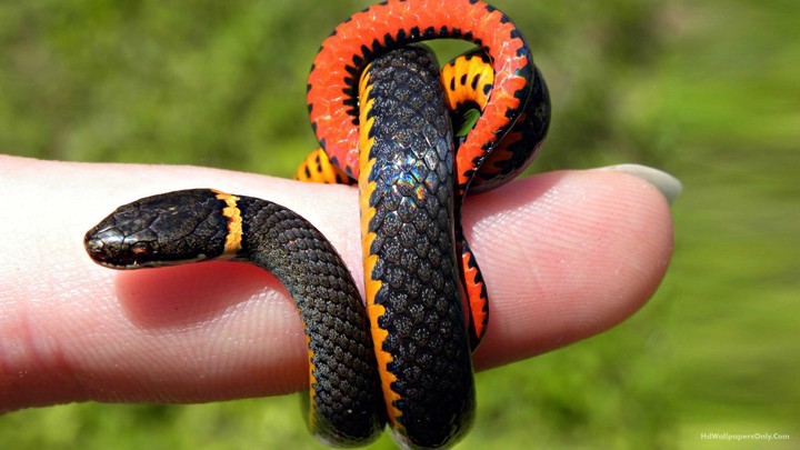 black snake
