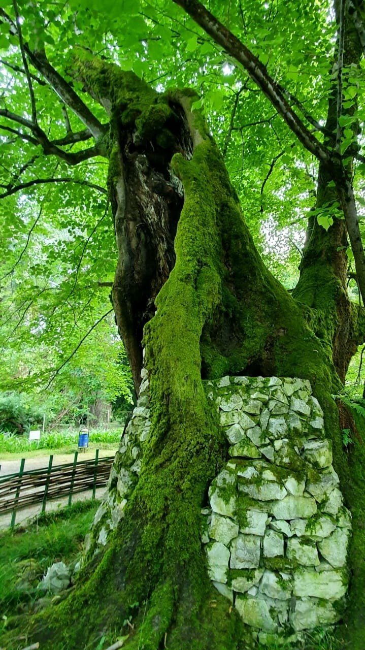 tree
