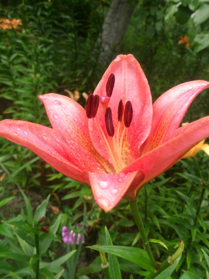 lily