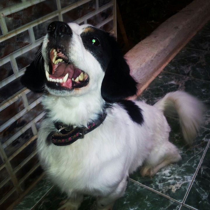 my dog Rex