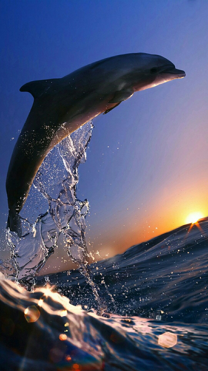 Dolphine❤✨