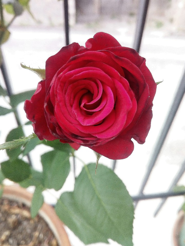 rose
