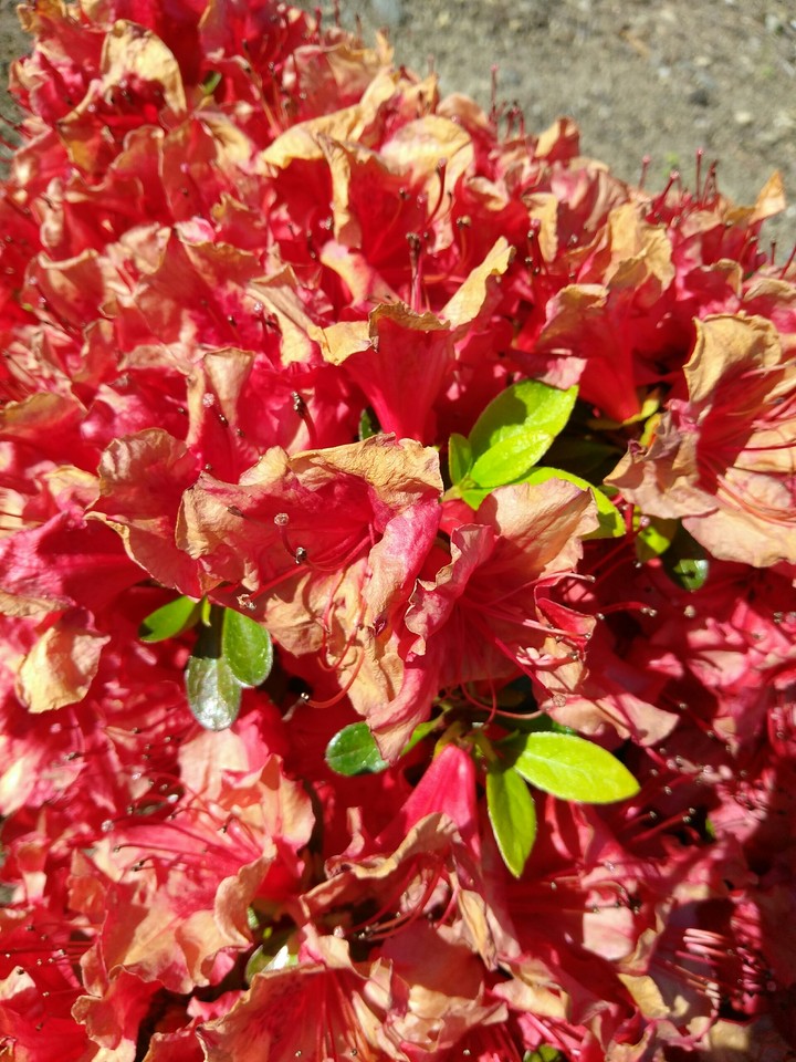 Red Rhododendron