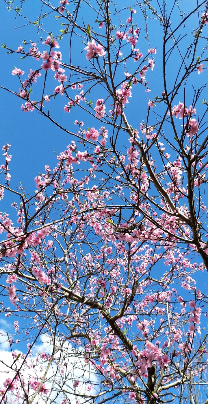 spring
