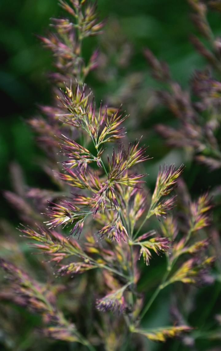 colorful plant in by garden