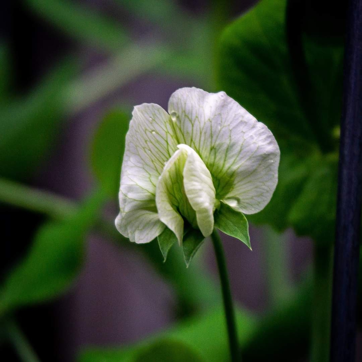 Sweet Pea