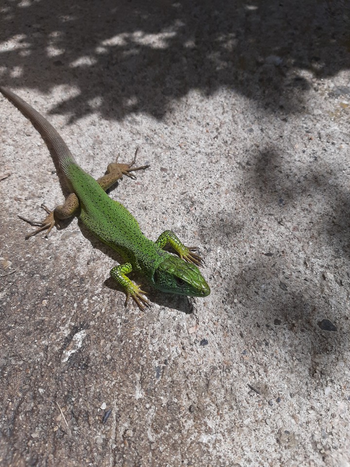 green