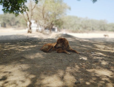 Dog