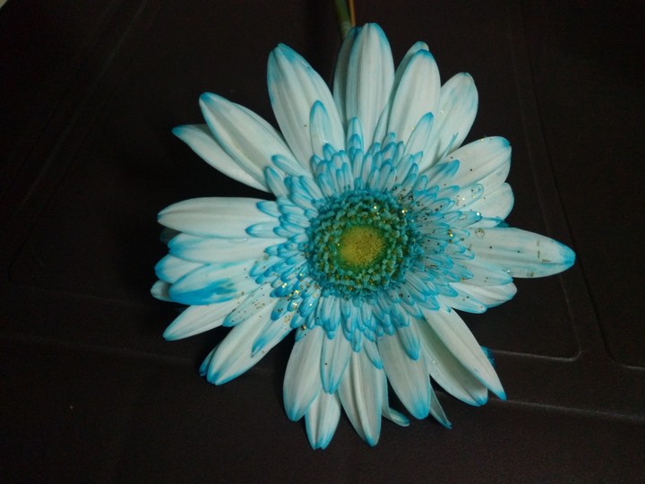 blue and white flower