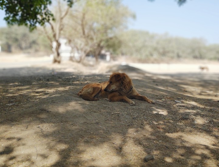 Dog