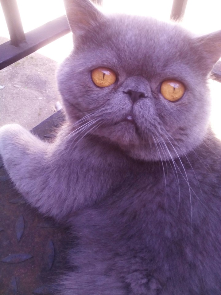 British Shorthair