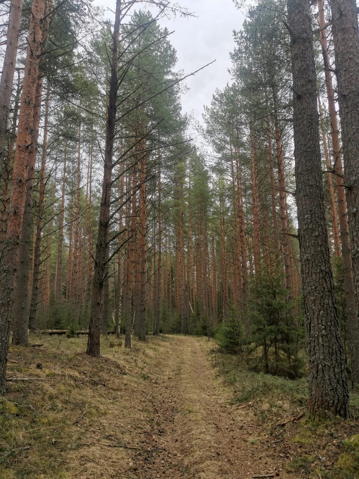 forest in Russia