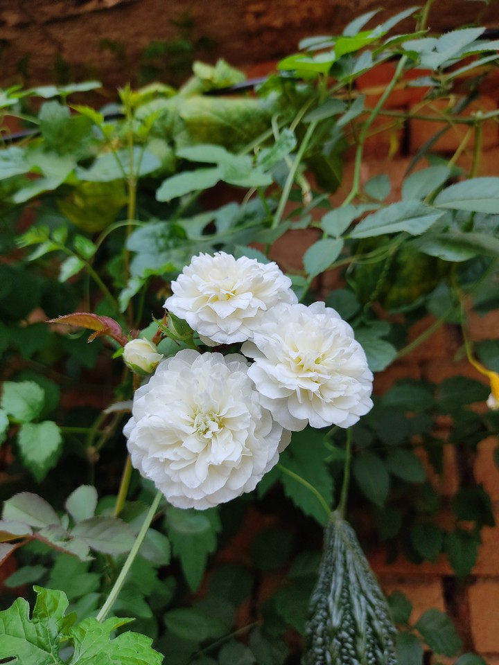 flower Rose