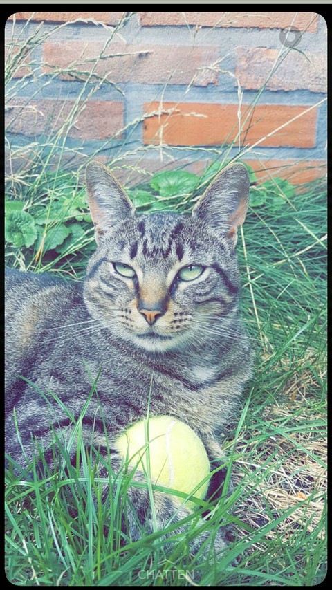 stupid cat