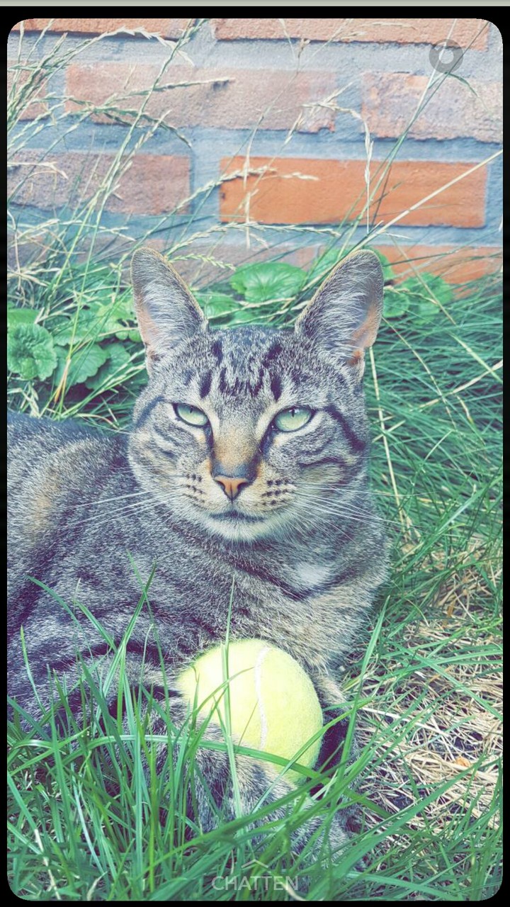 stupid cat
