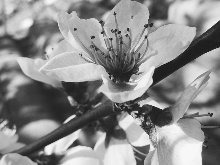 Black on White.