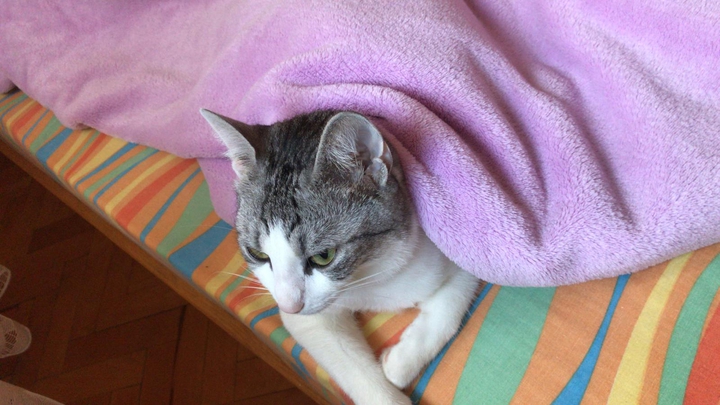 cat