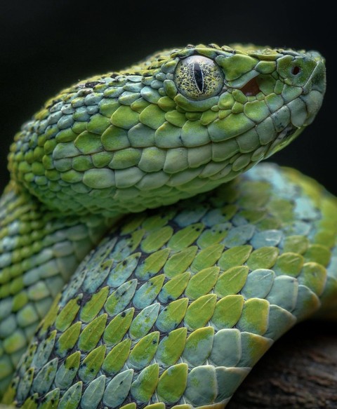 tapety closeup, reptile