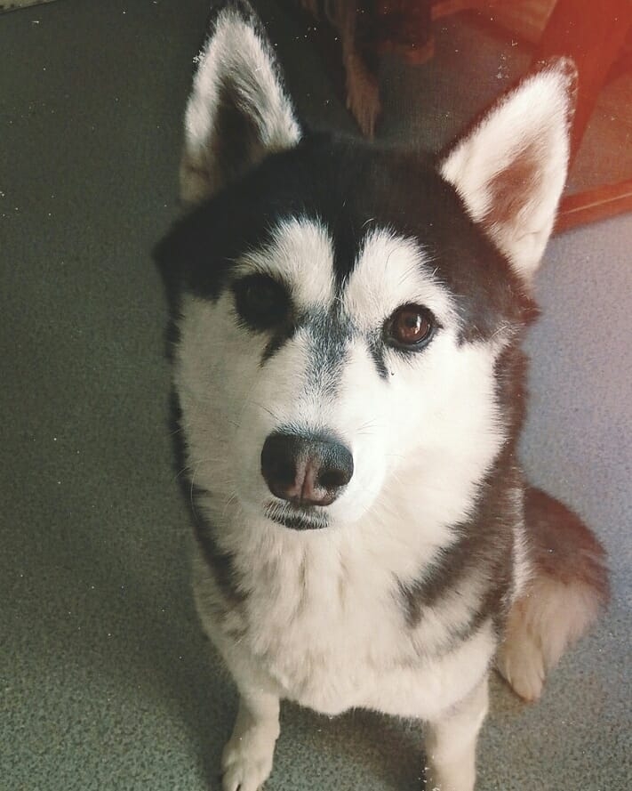 Husky Maiya