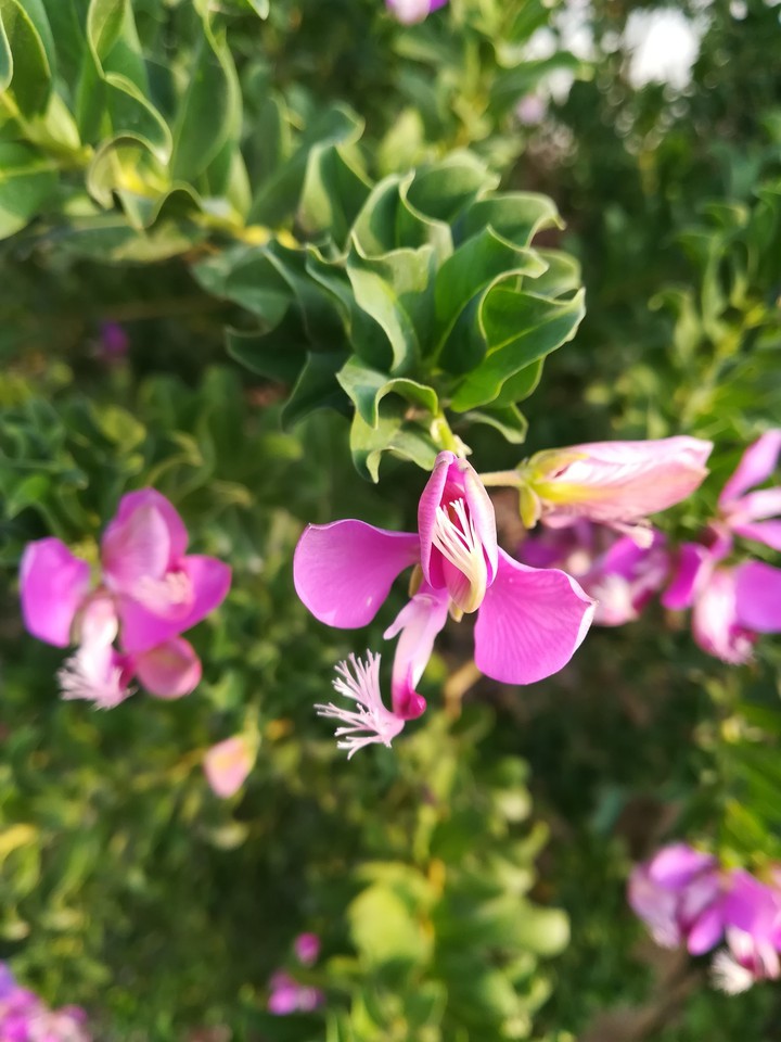 flower