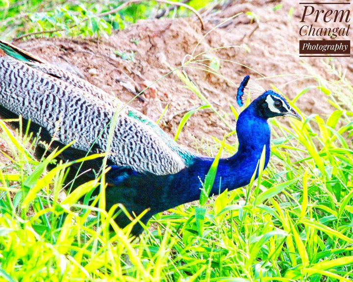 peacock at my farm
