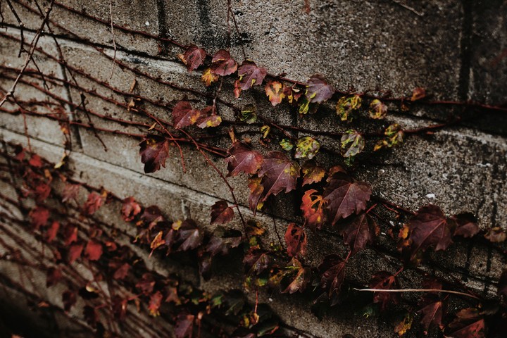 가을.autumn.leaf