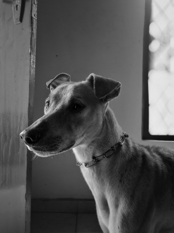 dog